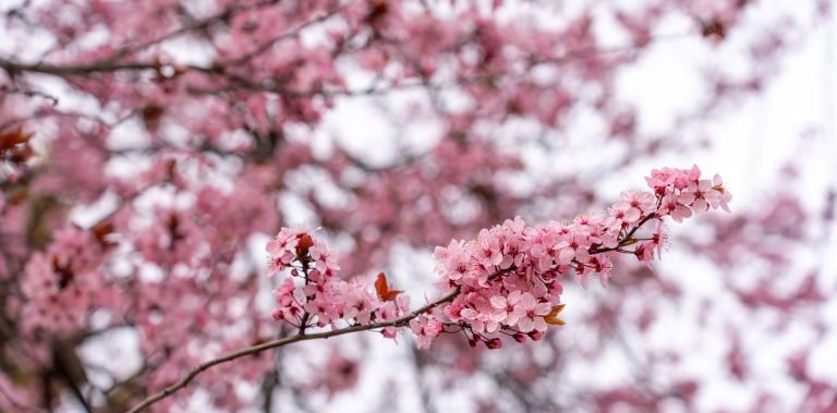 Cherri blossoms bring beauty of nature in the city every spring