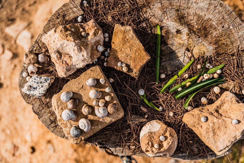 snail shell on stones in the sun in the field 2023 11 27 05 00 24 utc 1